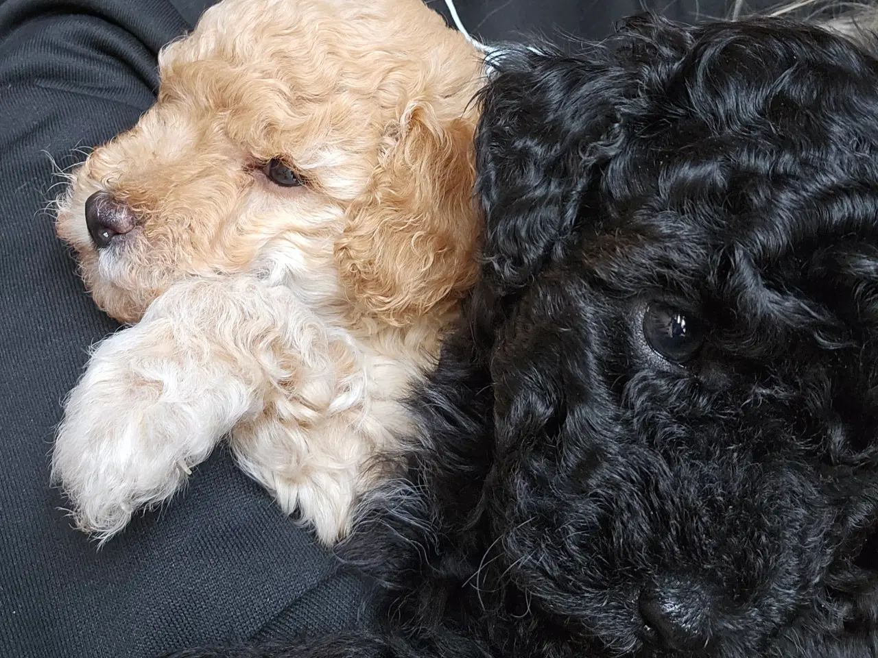 Billede 6 - Dværgpuddel hvalpe - hanner