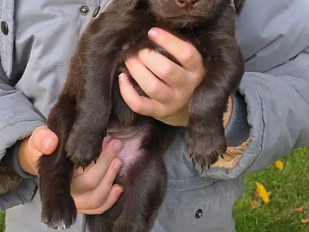 Billede 5 - Staby, sprocker, field cocker 