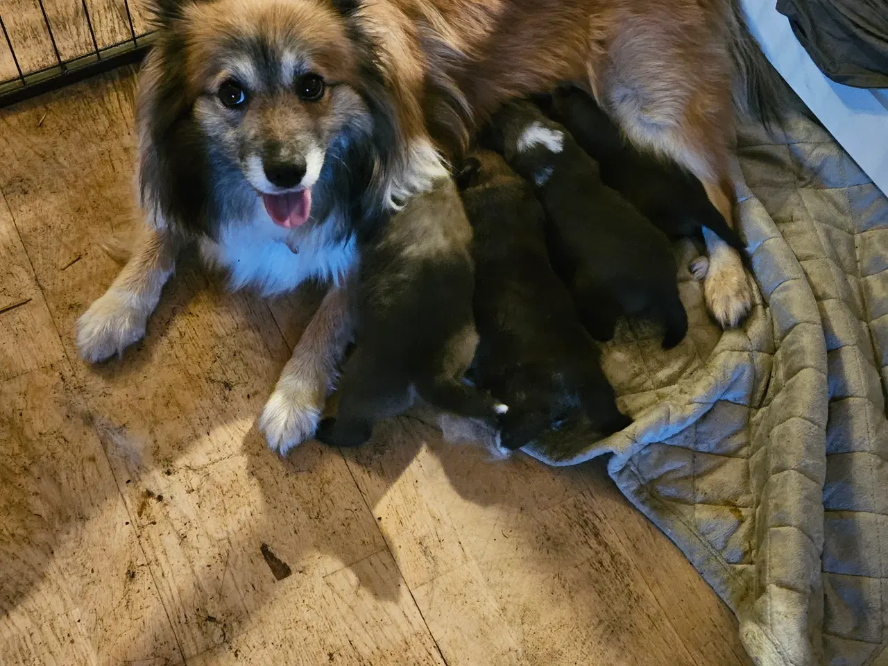 Billede 5 - Islandsk fårehunde hvalpe