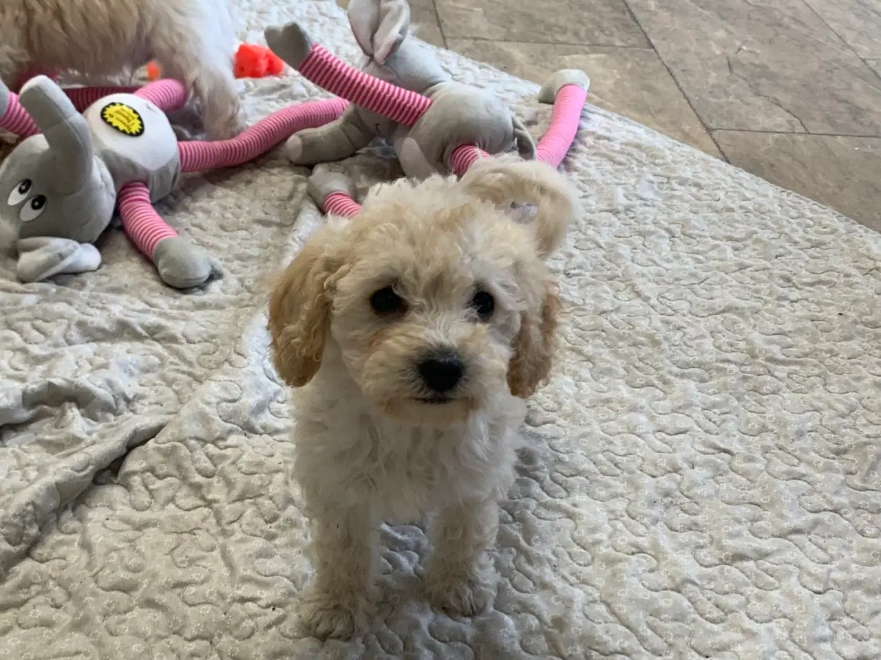 Billede 1 - Maltipoo babyer er rejse klar nu 