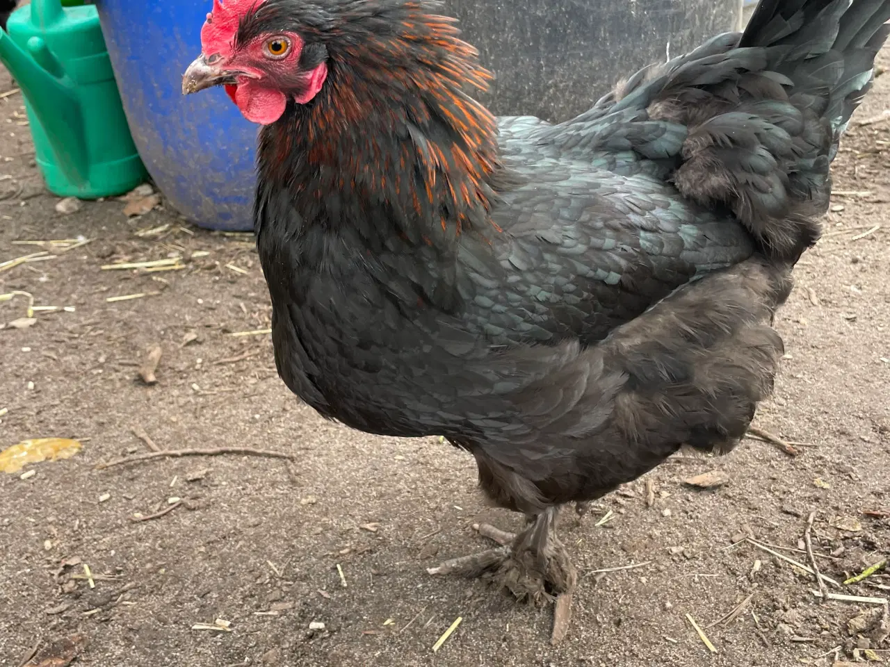 Billede 6 - Sort kobber Maran rugeæg 