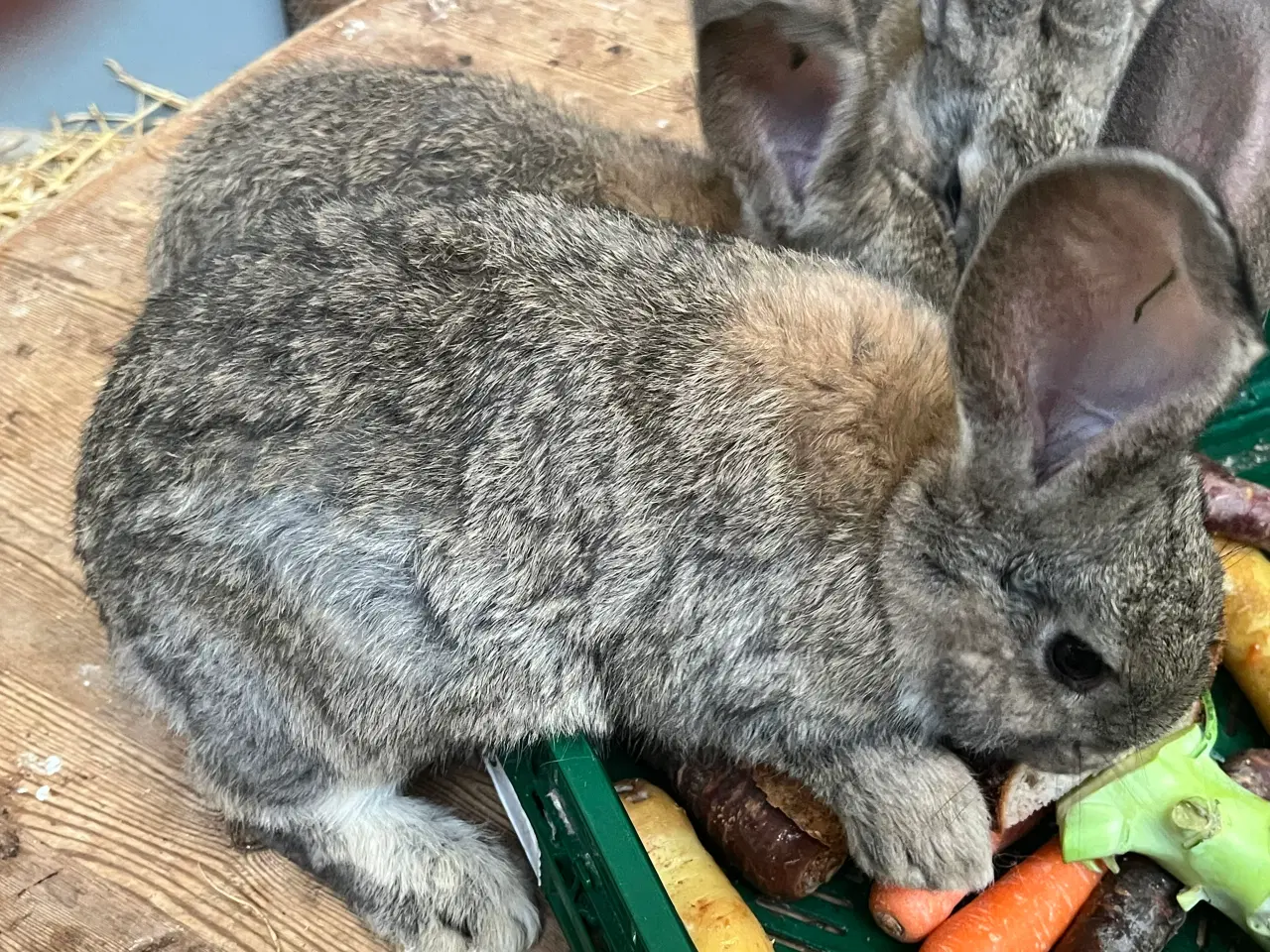 Billede 2 - Belgisk kæmpe unger