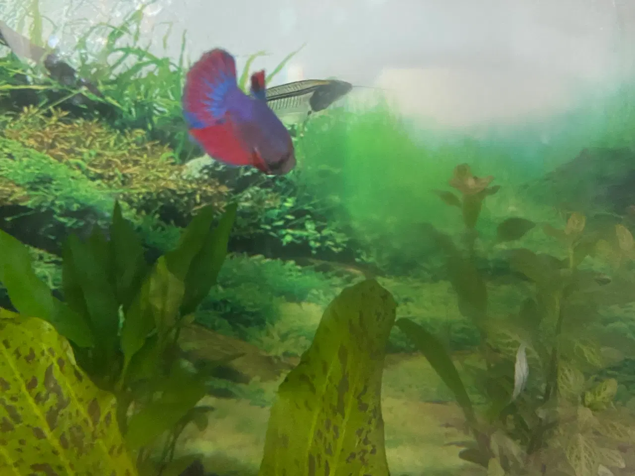 Billede 3 - Kampfisk hun 