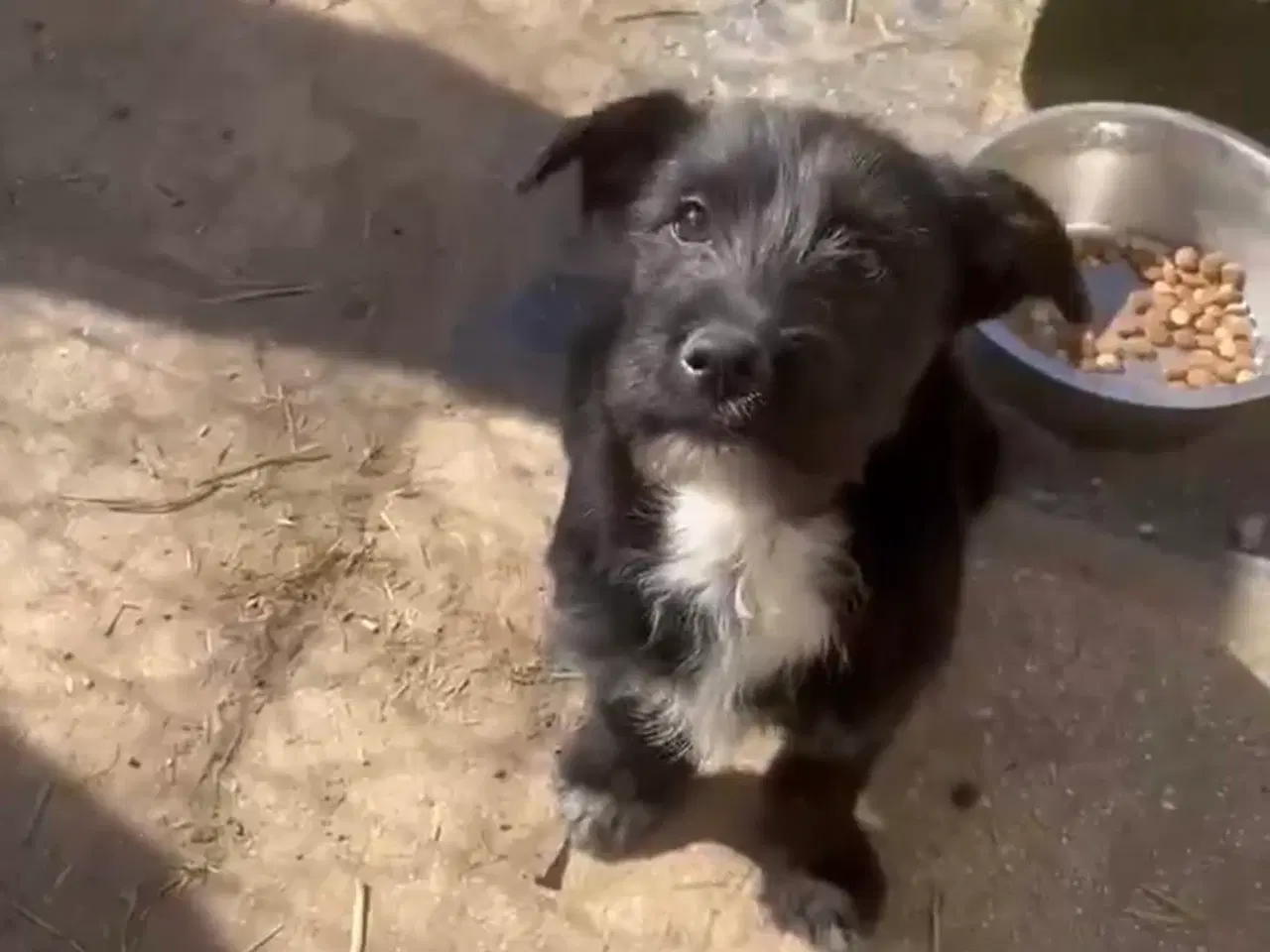 Billede 2 - Asta basta søger hjem 