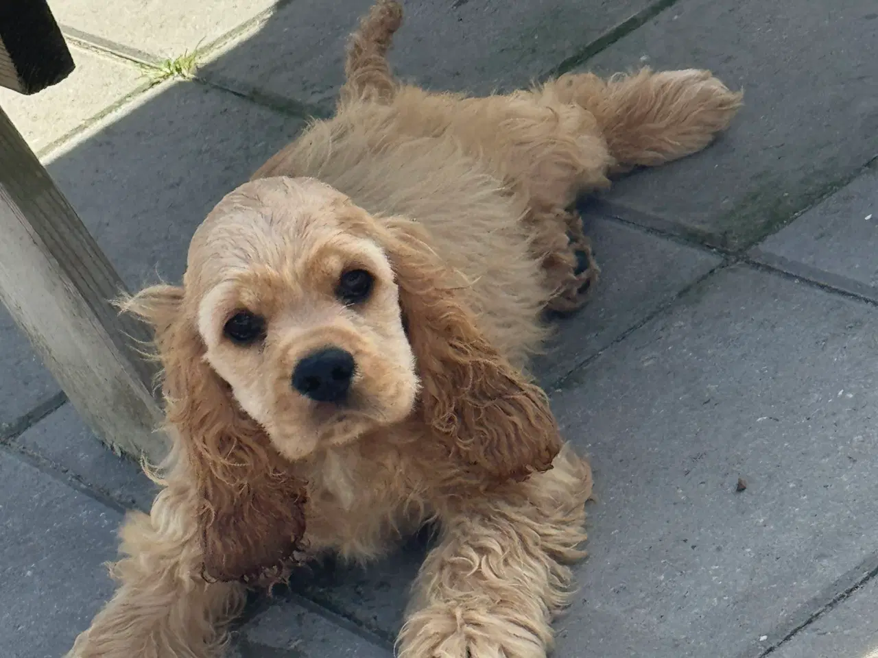 Billede 15 - Rejseklar 🧳 Skønne Amerikanske Cockerspaniel 