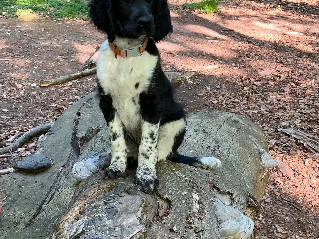 Billede 1 - Hund sælges
