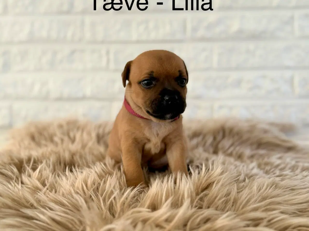 Billede 10 - 🐾 Staffordshire Bull Terrier hvalpe m. stamtavle