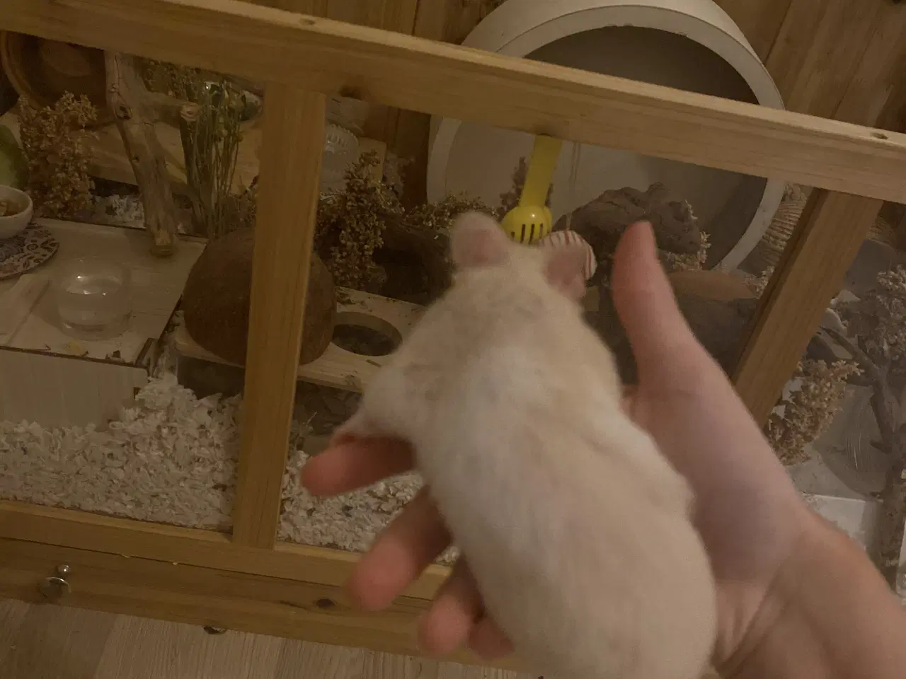 Billede 5 - Sødeste Guld hamster sælges med bur