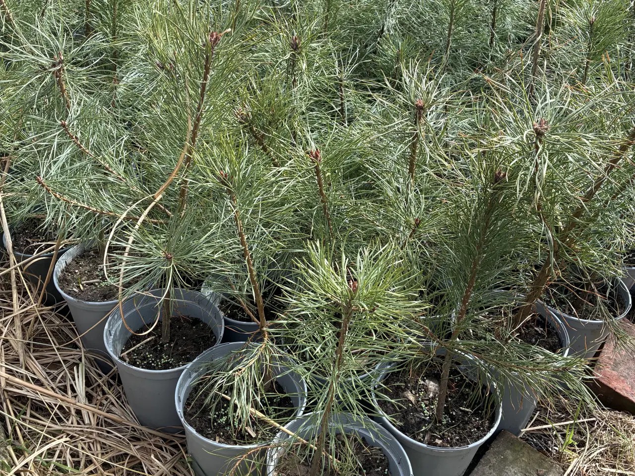 Billede 3 - Skovfyr 50-70 cm (pottegroet) 