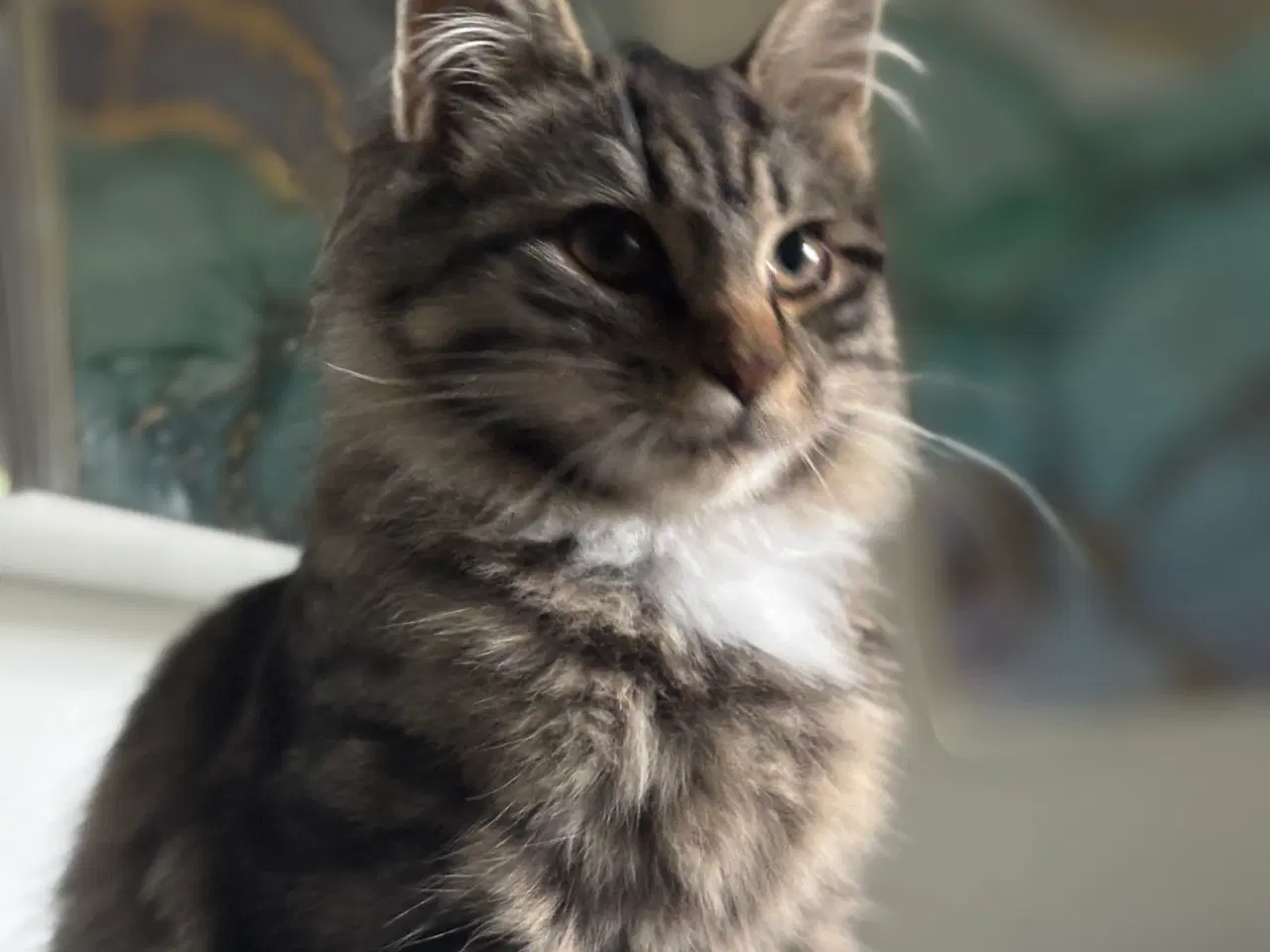 Billede 2 - Smuk kærlig Maine coon pige