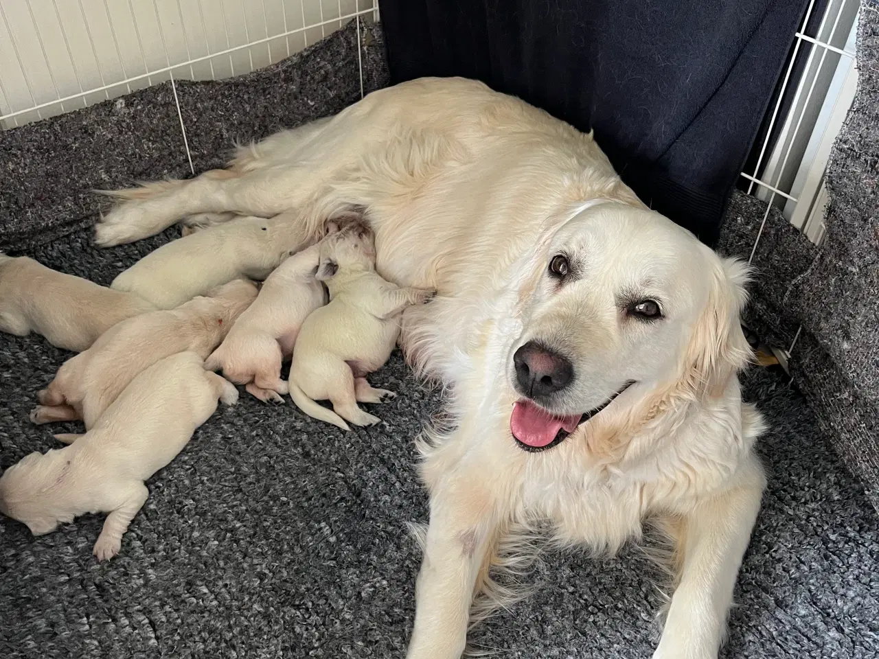 Billede 2 - Golden Retriever hvalpe