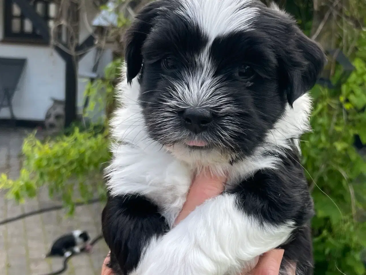 Billede 4 - Dejlige Bichon Havanais hvalpe