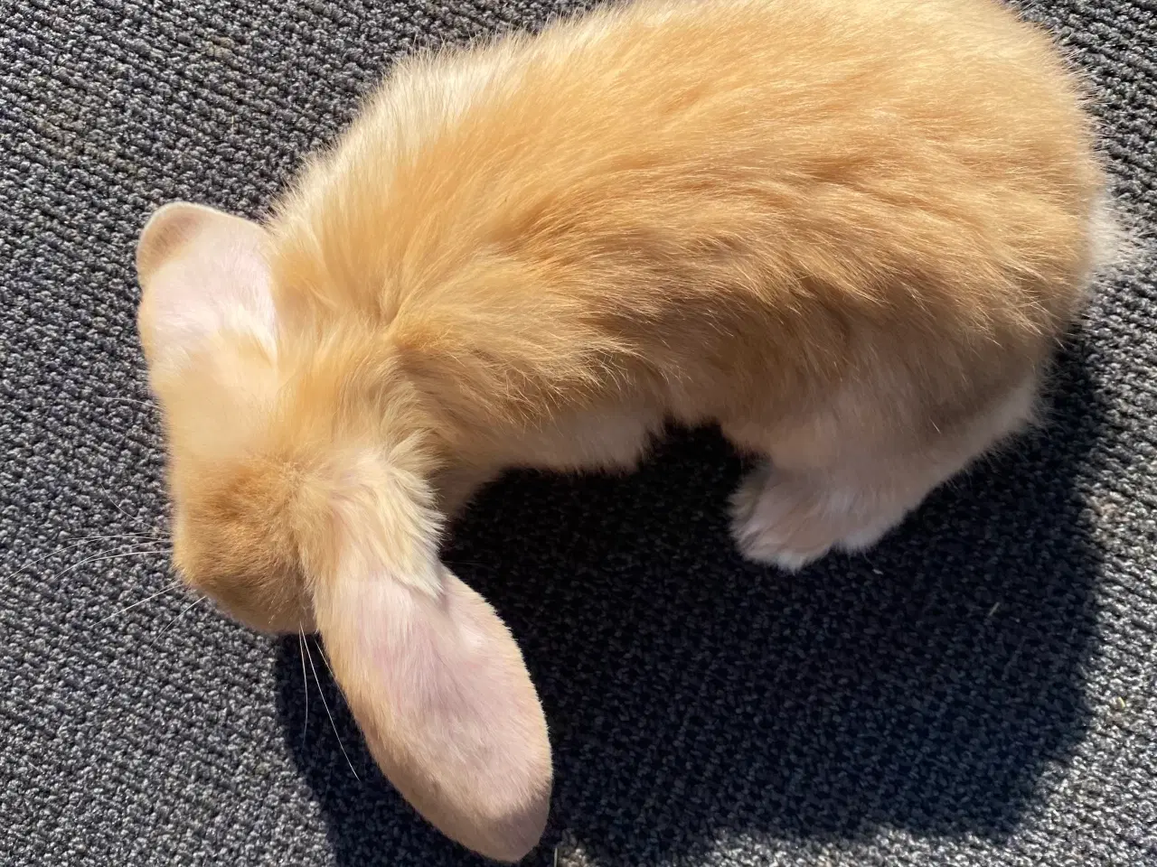 Billede 8 - FRANSK VÆDDER HAN GUL