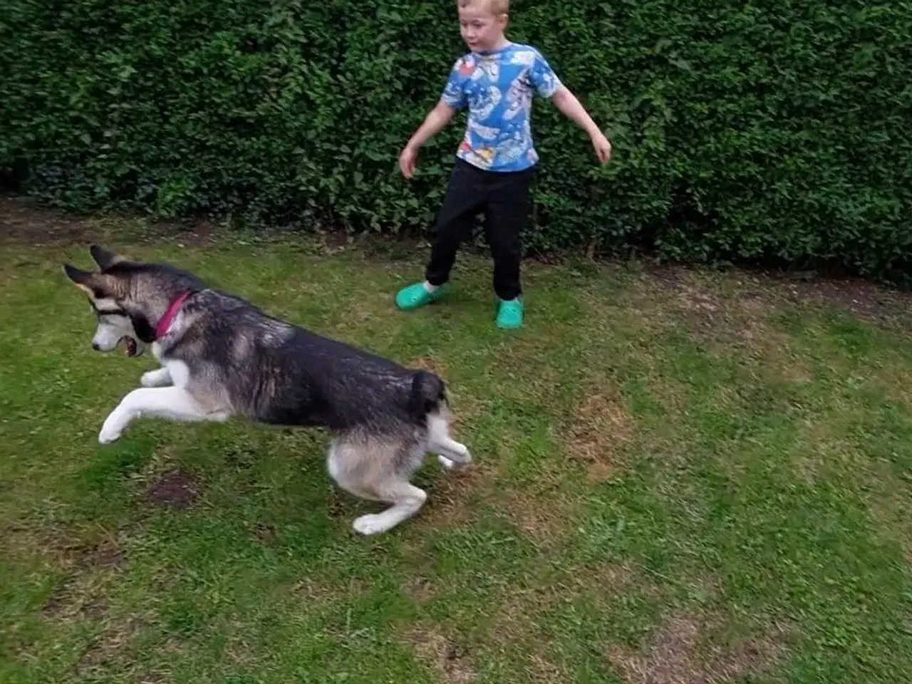 Billede 8 - Alaskan malamute hvalp 
