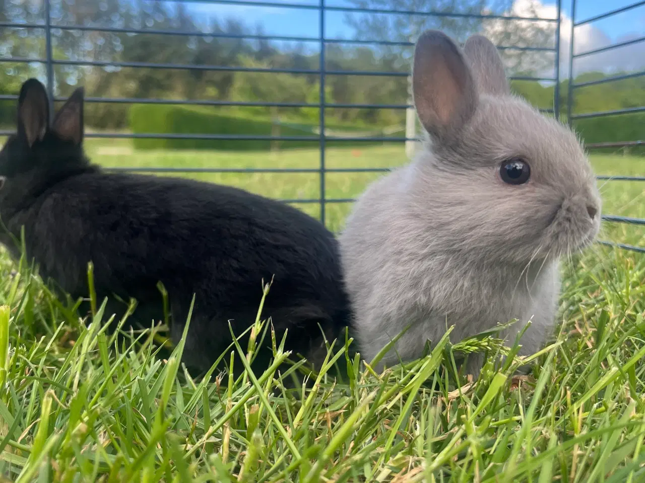 Billede 5 - Hermelin Han