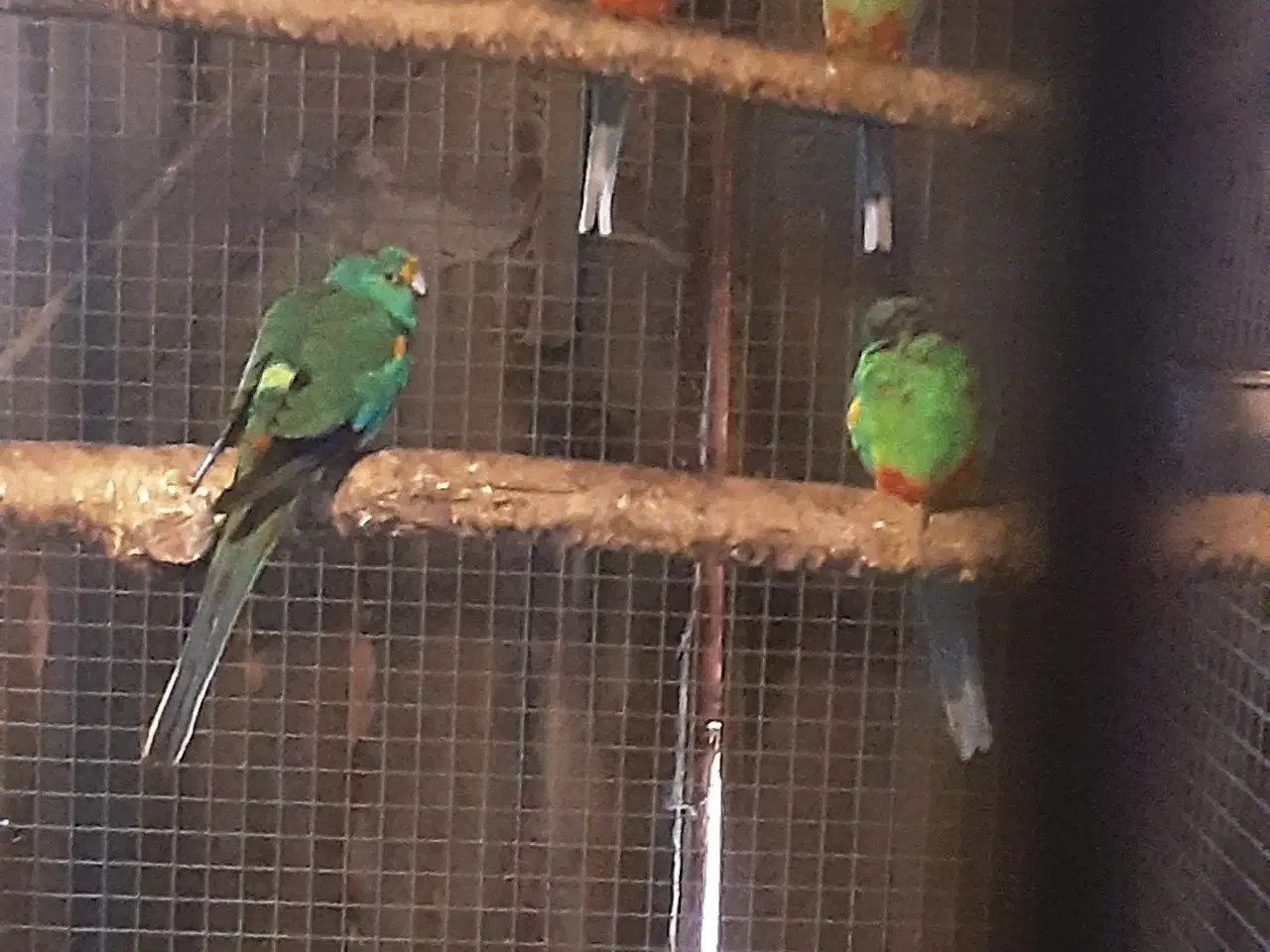 Billede 3 - 1,1 mangefarvet parakit