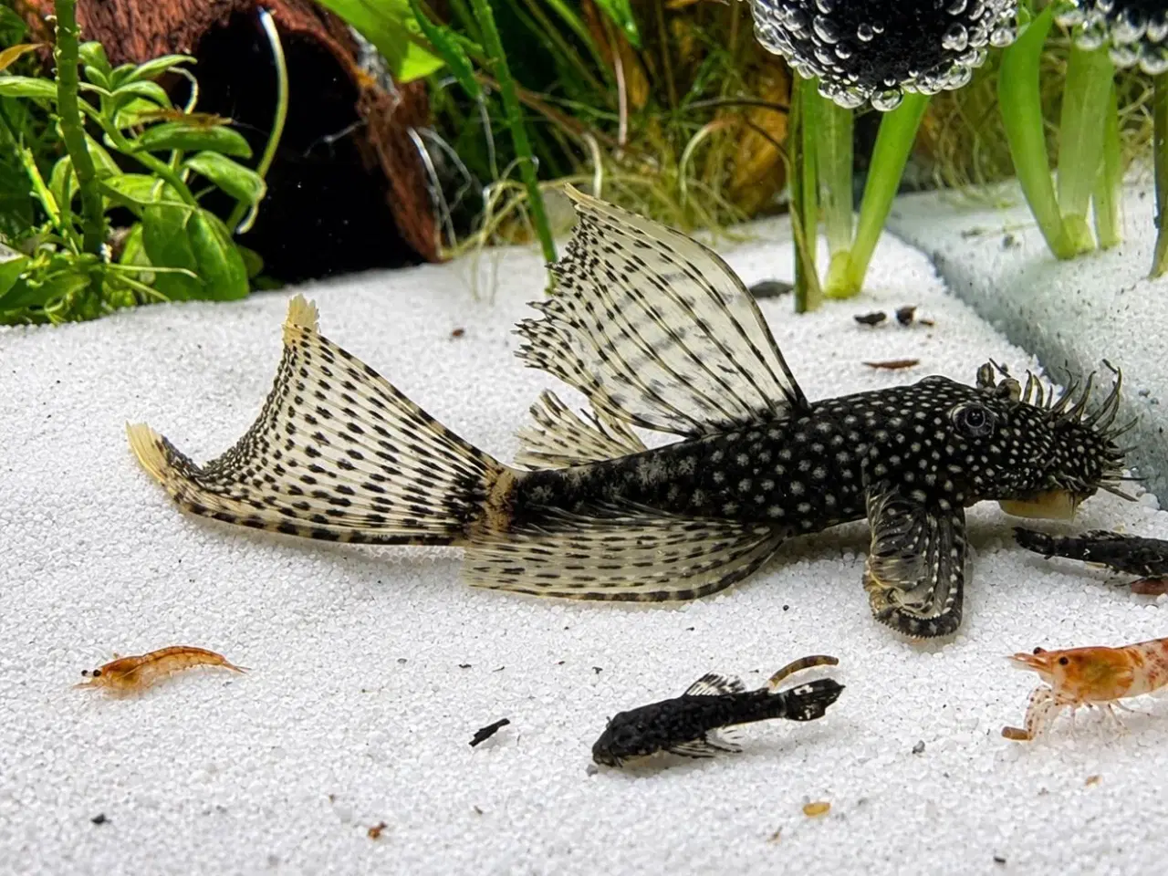 Billede 5 - 🖤Ancistrus / Bristlenose Pleco Longfin – Unger 