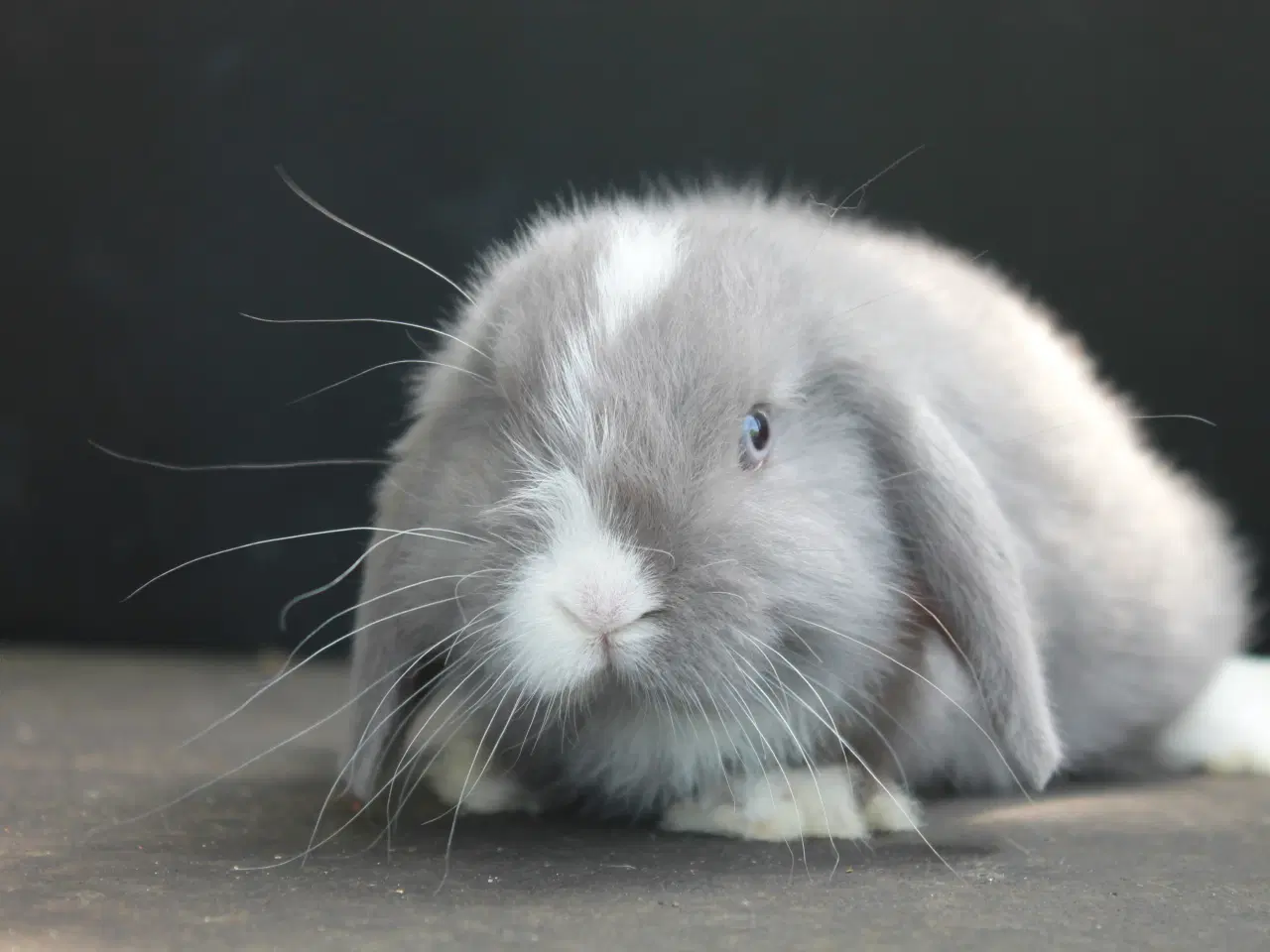 Billede 4 - Dværgvædder/Mini lop han