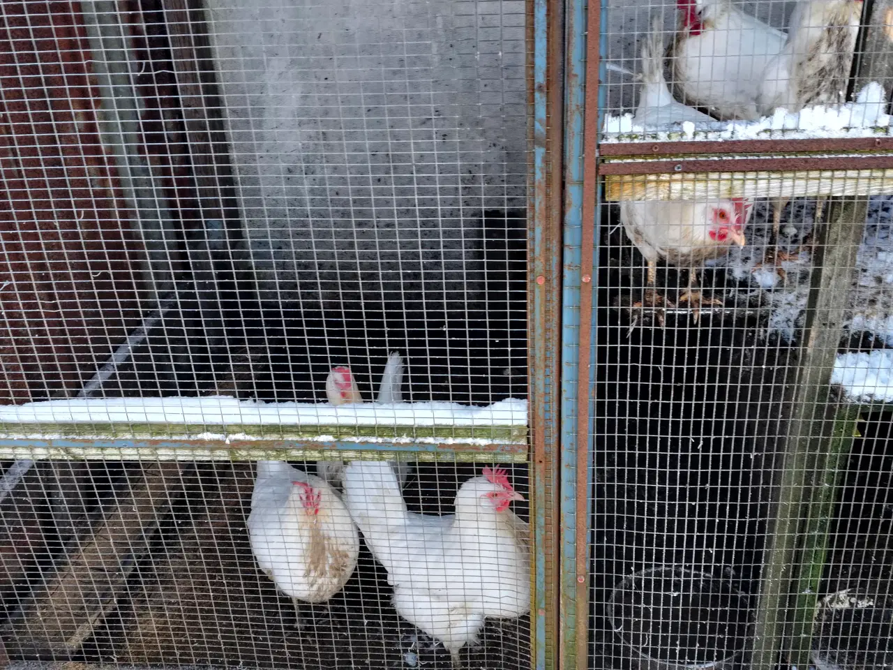 Billede 1 - Hvid Italiener høns 6styk