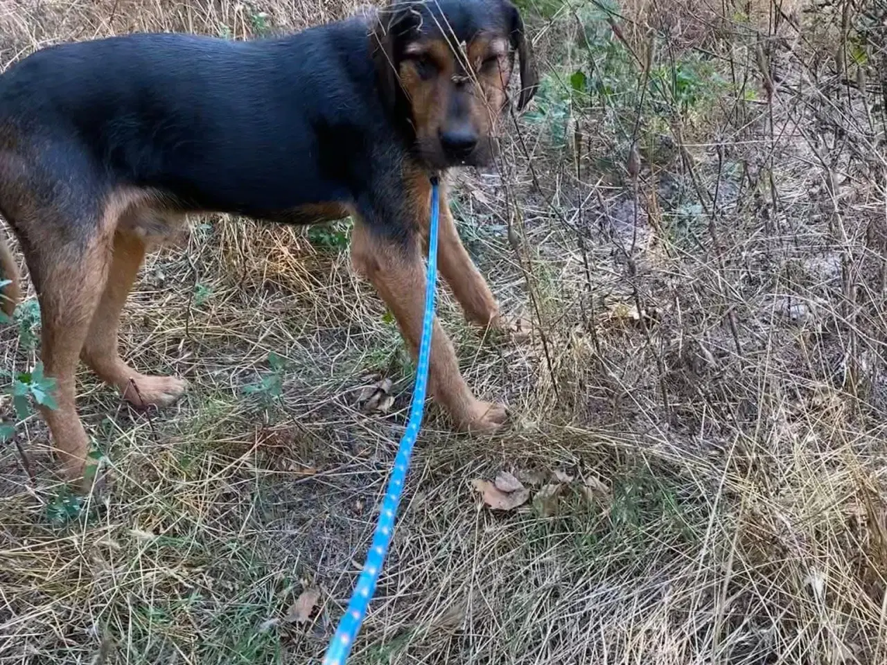 Billede 2 - Gadehunden Chego søger sin helt egen familie❤️