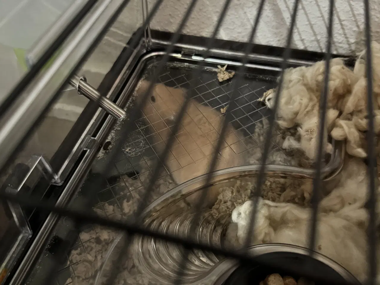 Billede 7 - 2 hamster 🐹 sælges