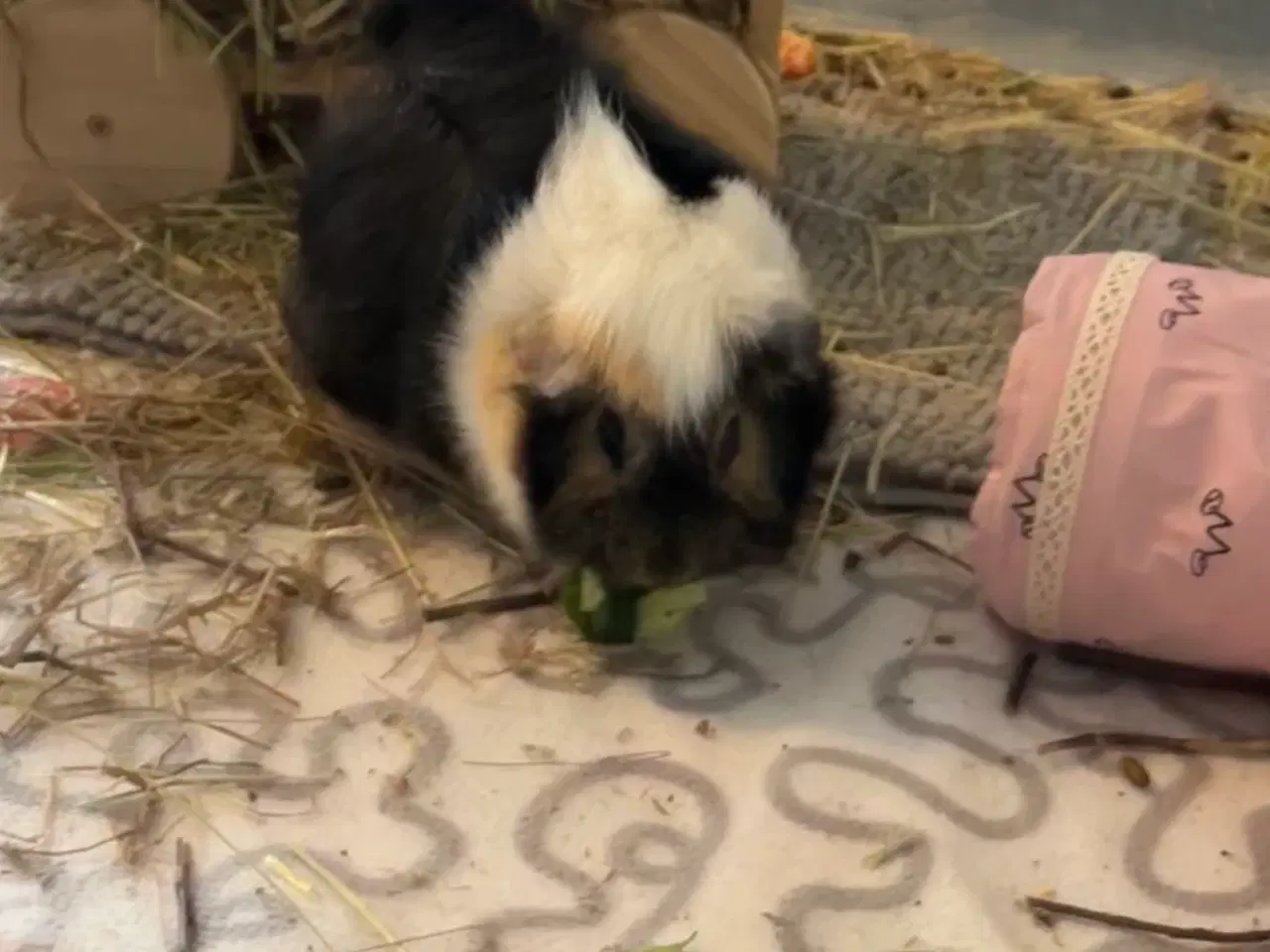 Billede 2 - Marsvin søger kærligt hjem