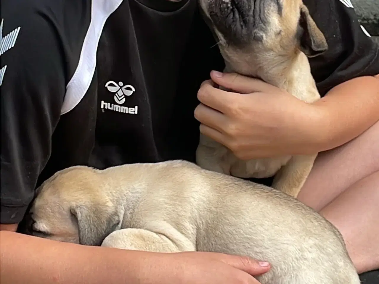 Billede 2 - Bullmastiff hvalpe 