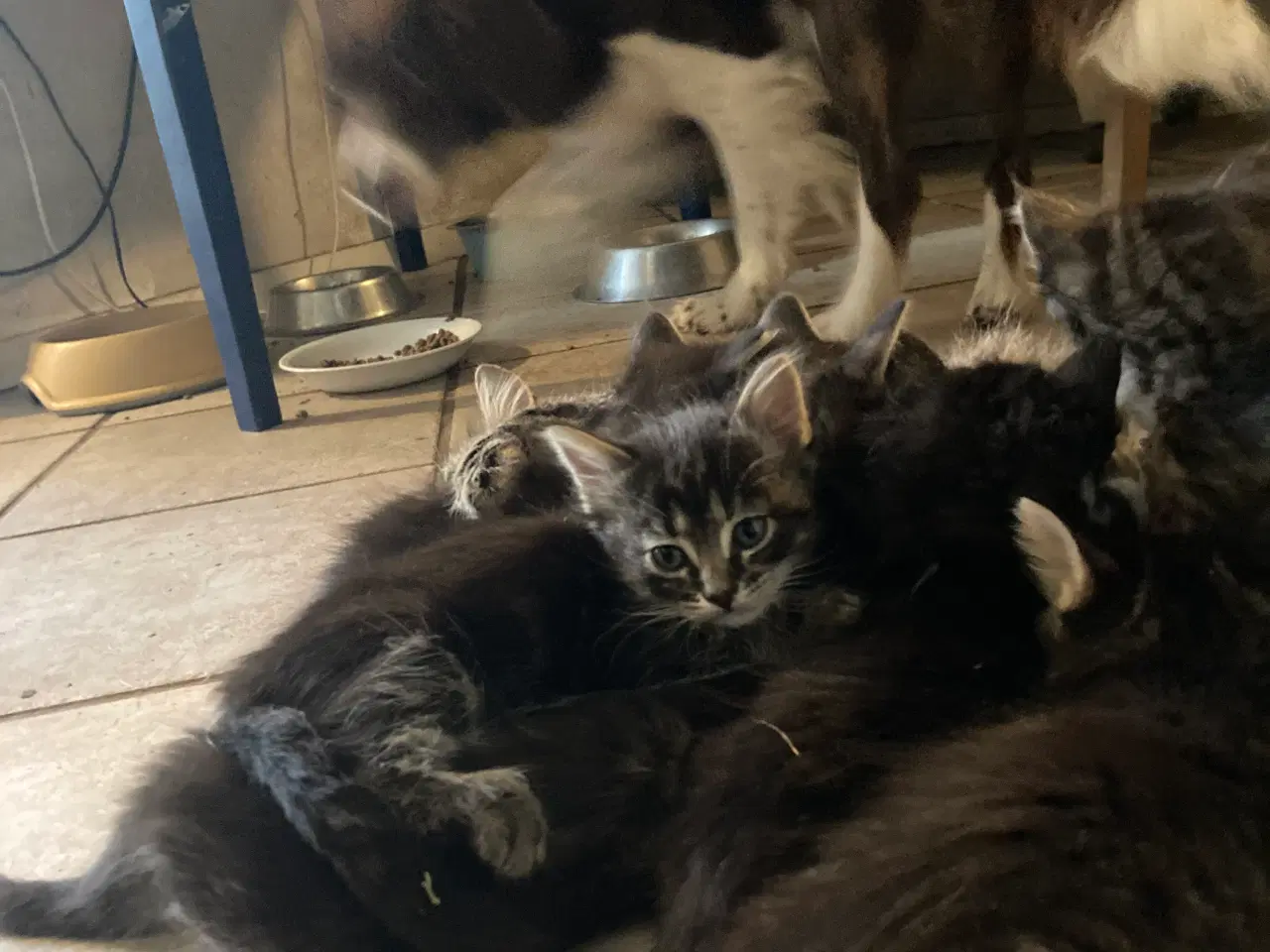 Billede 2 - Kattekillinger sælges