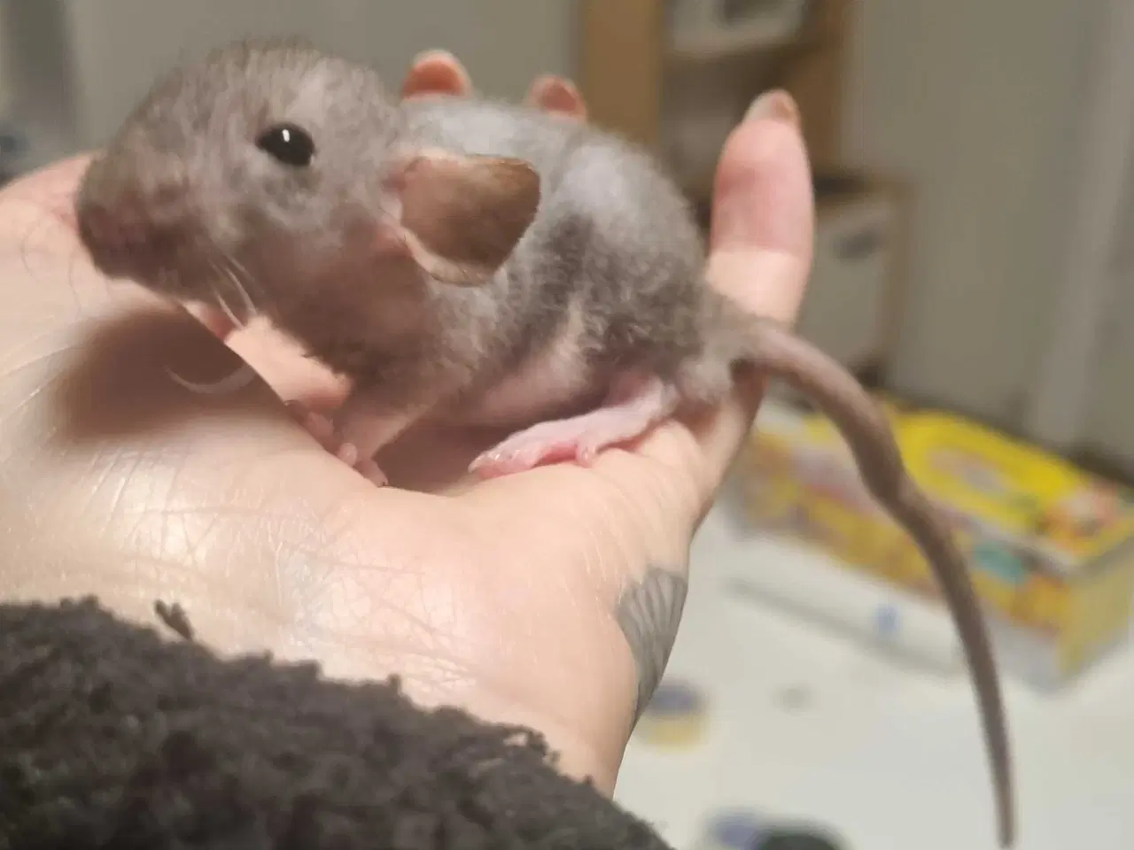 Billede 1 - Dobbeltrex dumbo rotteunge