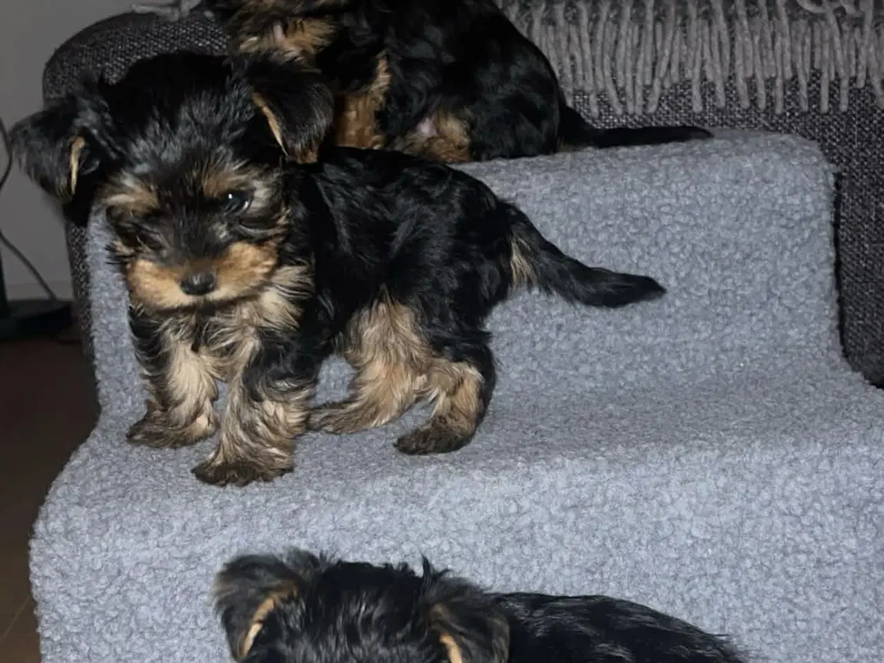 Billede 4 - Yorkshire Terrier hvalp, pige 8 uger