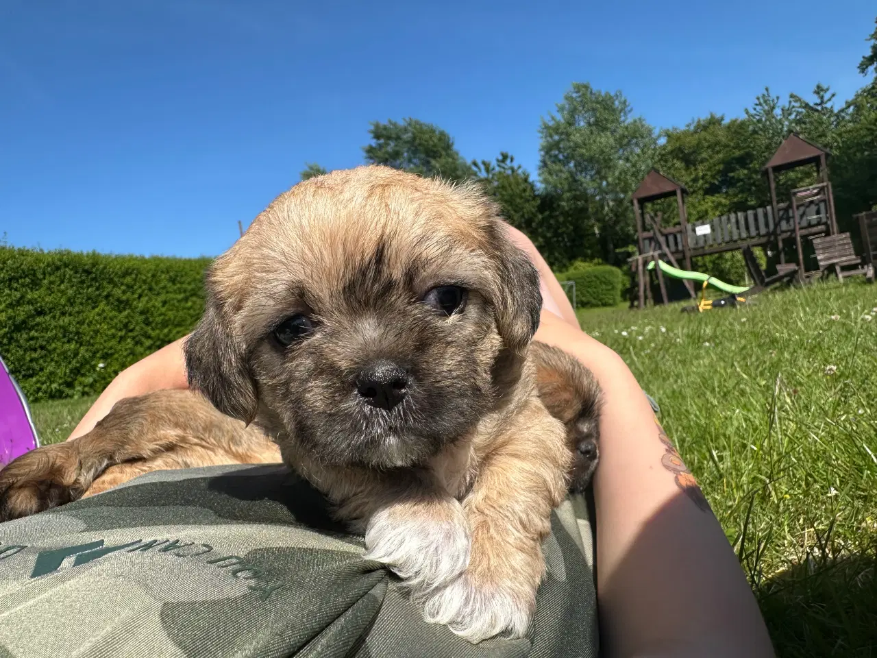 Billede 13 - Shih tzu blandinger 