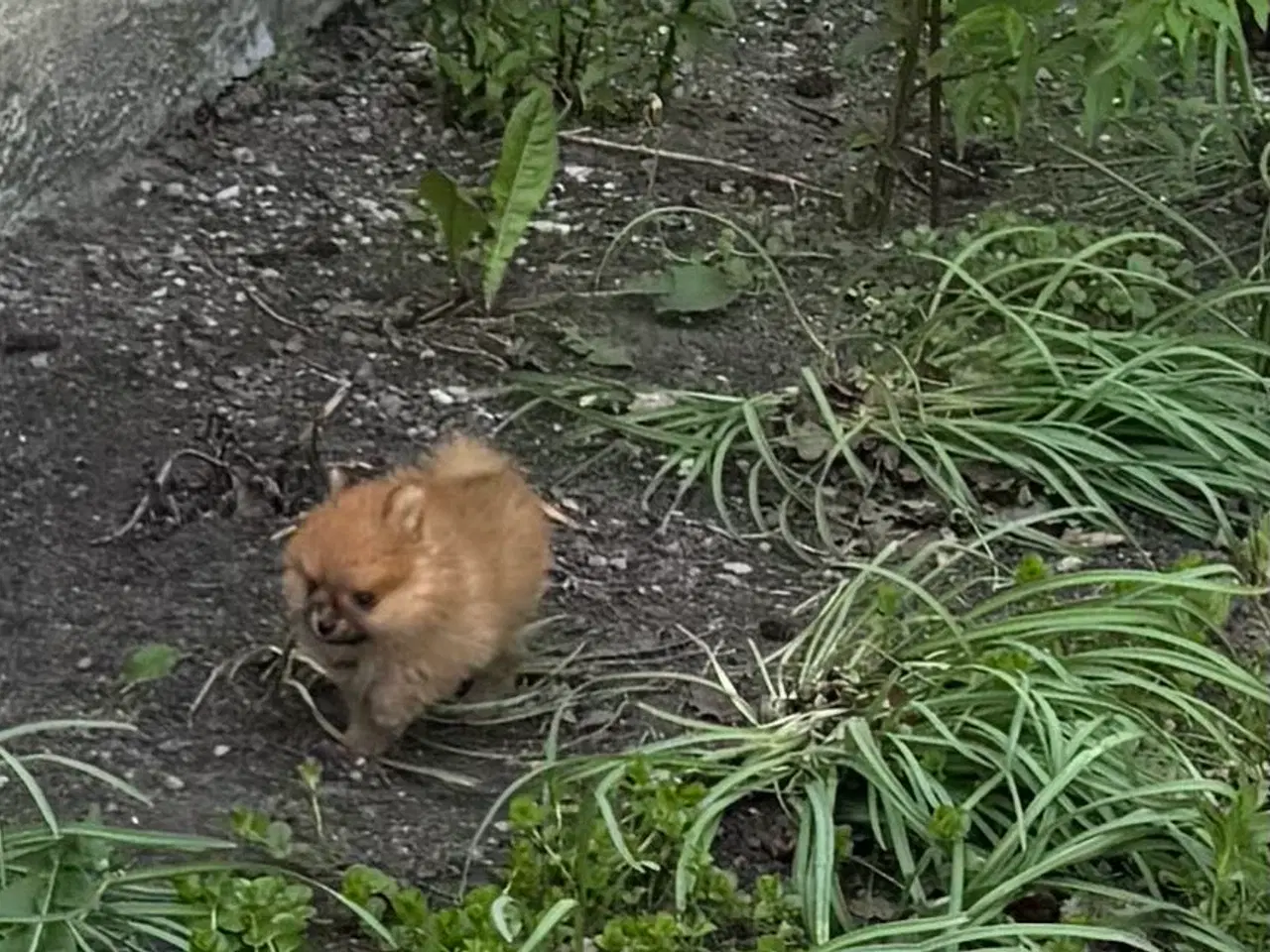 Billede 7 - Pomeranian hvalp
