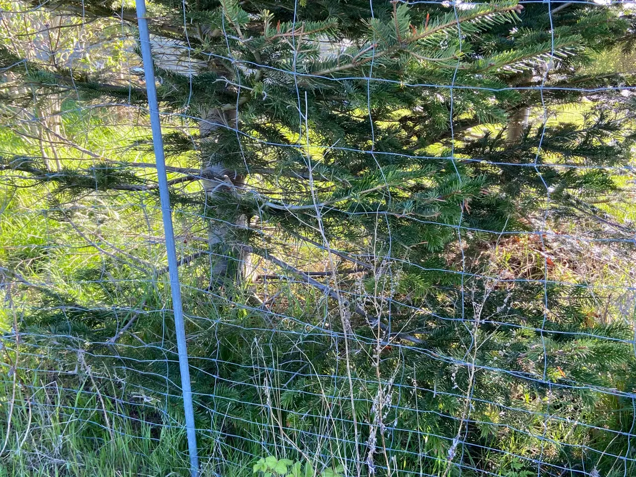 Billede 3 - Vildthegn gives væk
