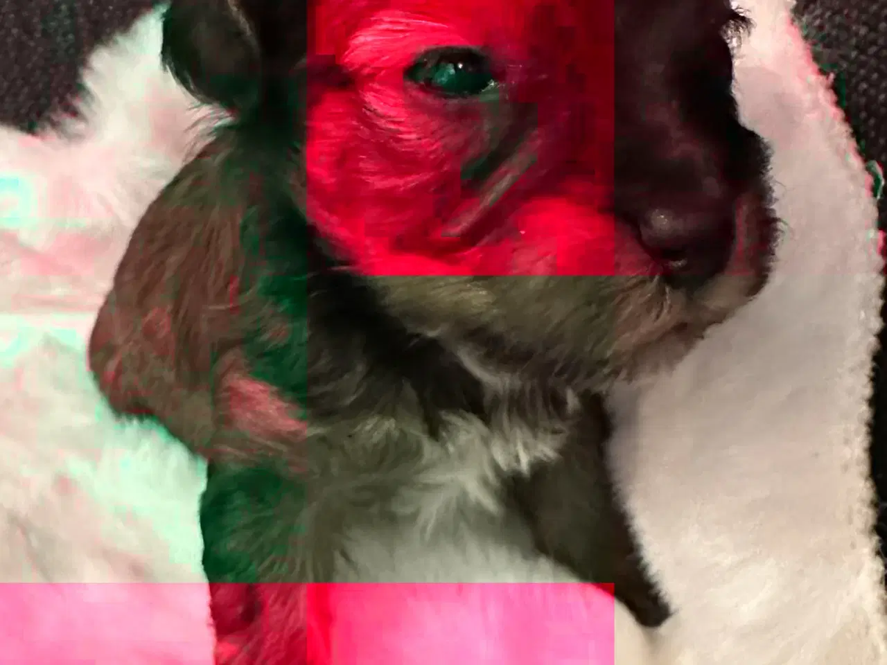 Billede 7 - Havapoo hvalpe