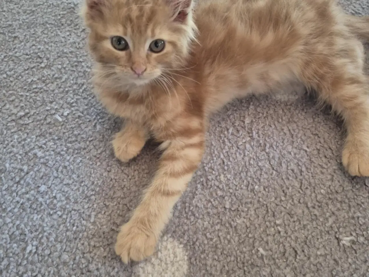Billede 11 - Maine coon blanding 