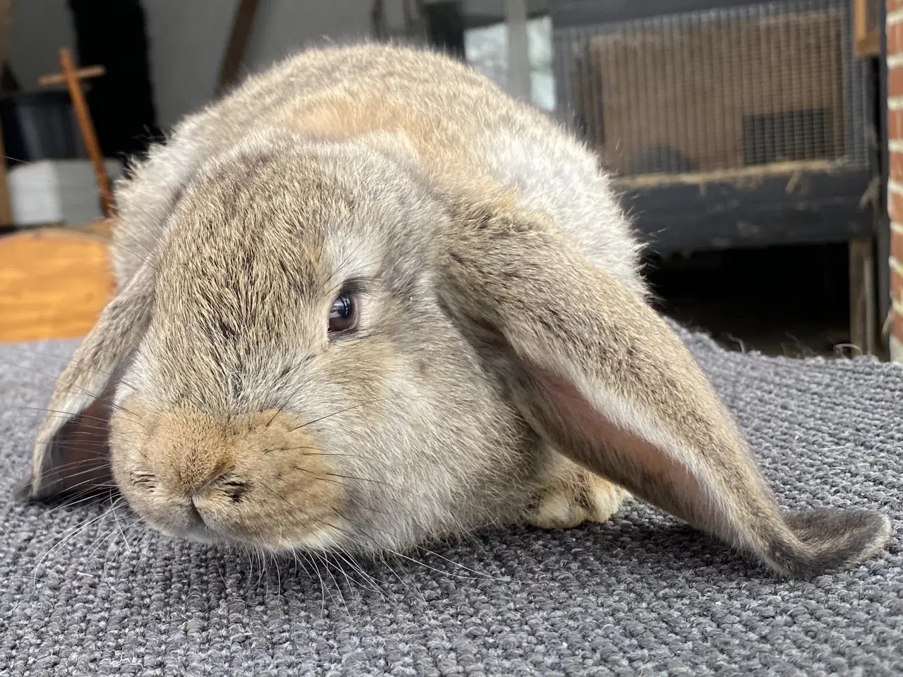 Billede 3 - FRANSK VÆDDER HUN VILDTGRÅ