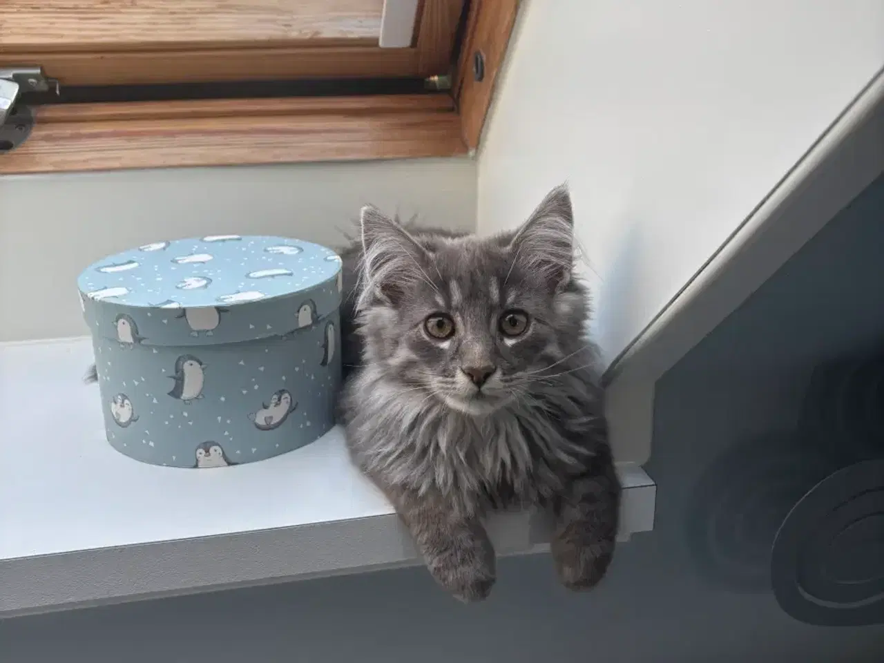 Billede 3 - Frida og Findus søger nyt hjem