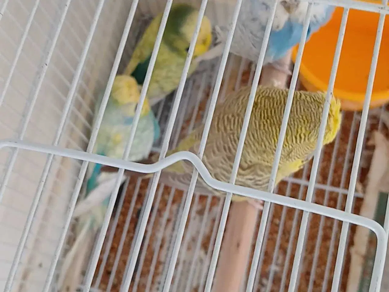 Billede 8 - Engelske undulater 