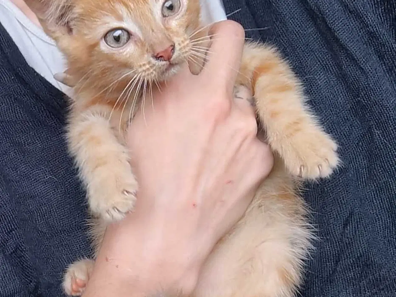 Billede 3 - Maine Coon Bla. 9 uger 🐈