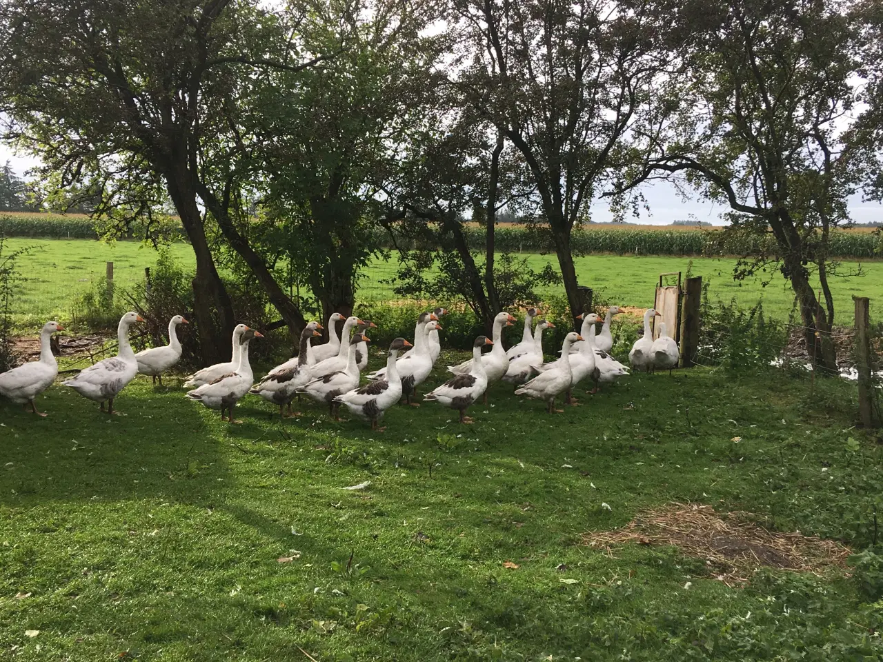 Billede 1 - Gåseæg