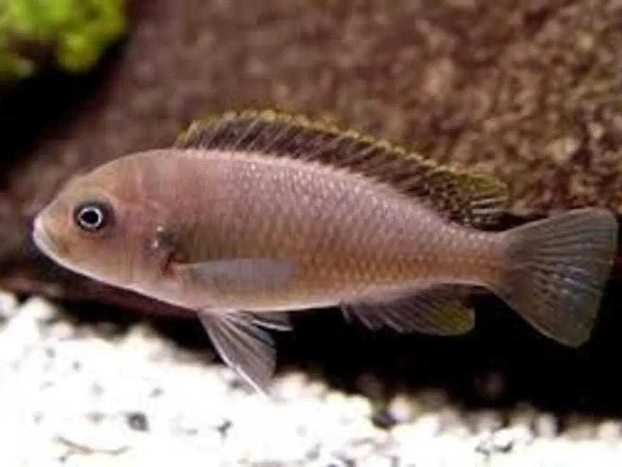 Billede 2 - Cynotilapia Zebroides (Afra Cobwe) 