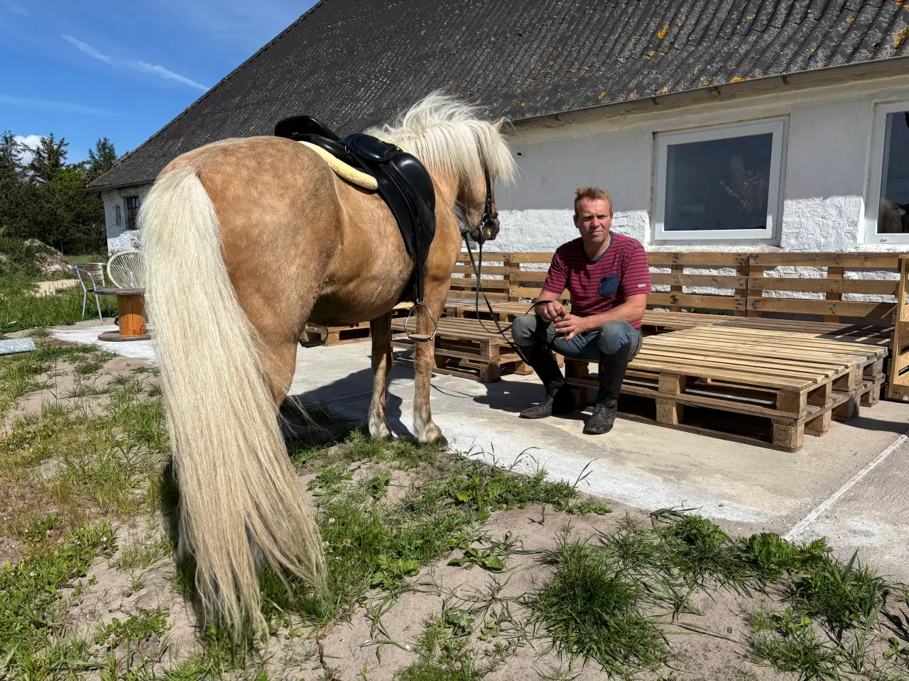 Billede 13 - Smuk palomino islænder 