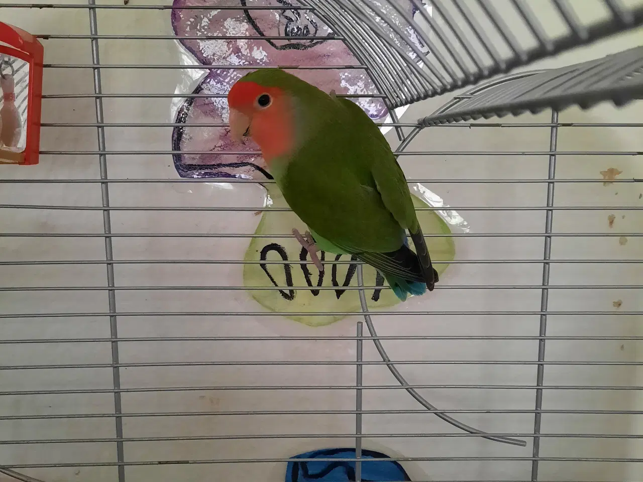 Billede 3 - Dværg papegøje med bur