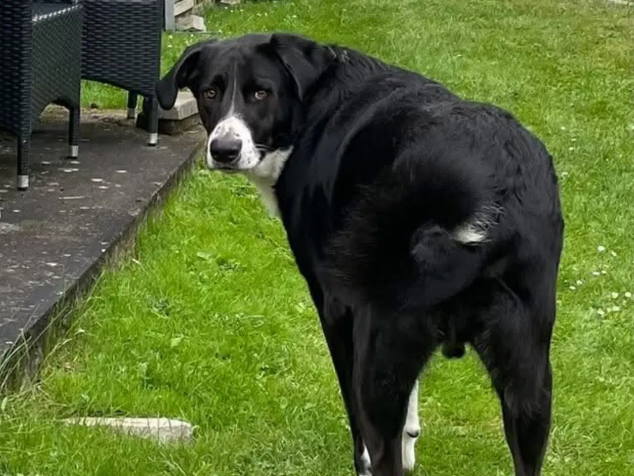 Billede 4 - ⭐️Se lige dejligste Charlie her⭐️