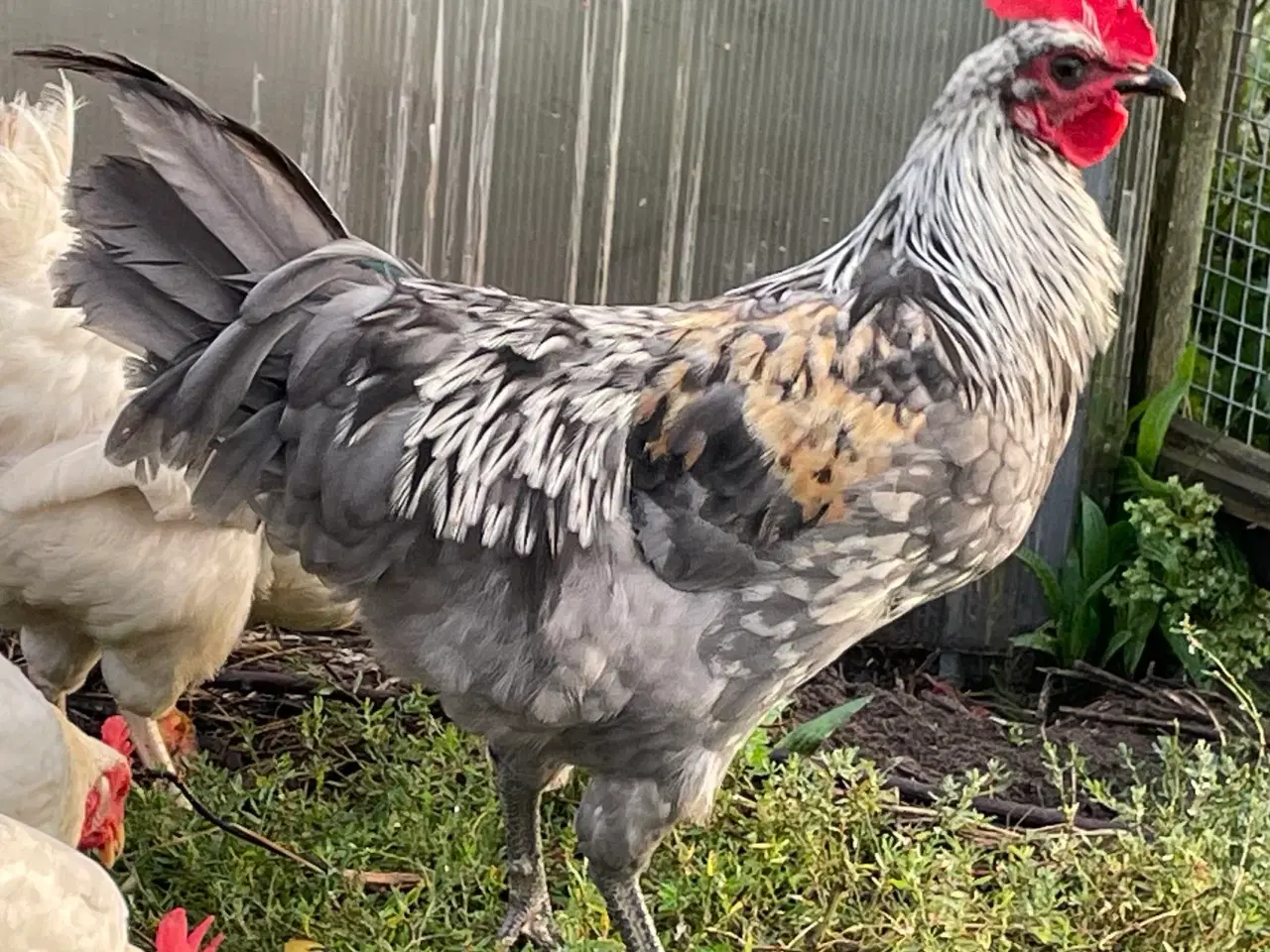 Billede 1 - Silverruds blå, haner