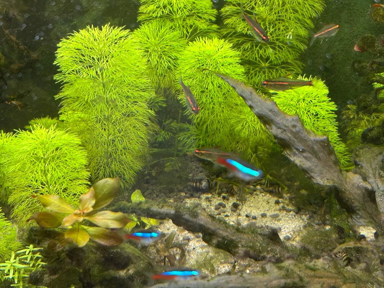 Billede 7 - 🐟 Neonfisk sælges – god stimepris | Viby J