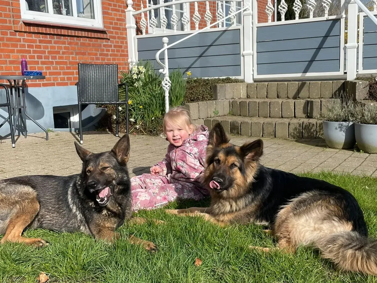 Billede 9 - Schæfer Hvalpe Sælges Født D. 05/08-2025