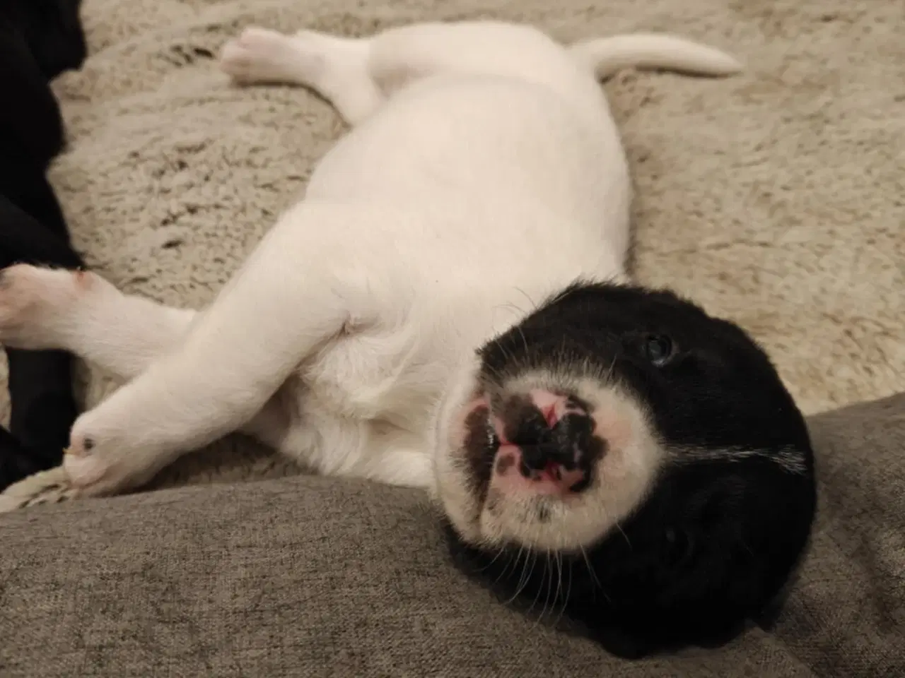 Billede 1 - Labrador blandinger