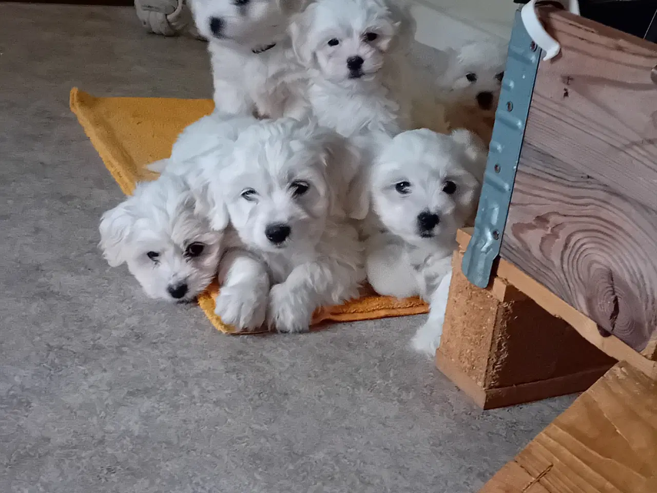 Billede 9 - Coton de Tulear x Malteser. Allergivenlig. Bomulds