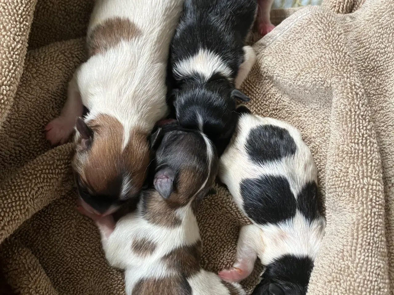 Billede 12 - Mini boomer 